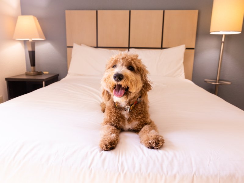 Sonesta Hotels Pet Policy