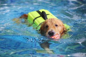 Dog Swim Days 2022