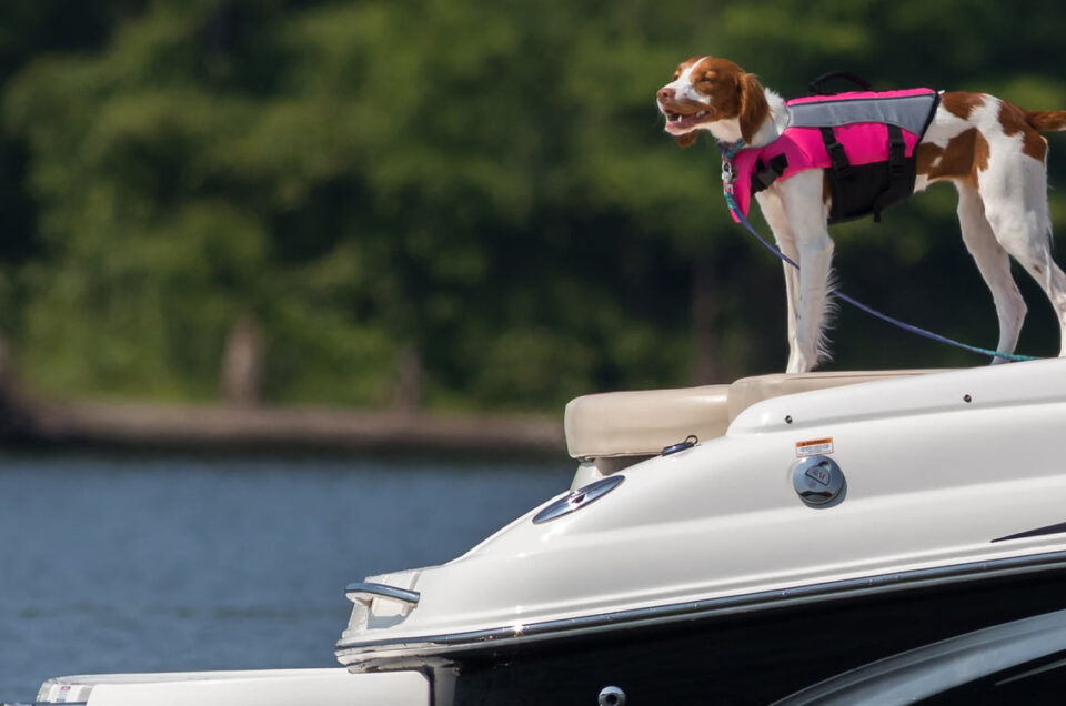 7 Tips for Safely Boating With a Dog
