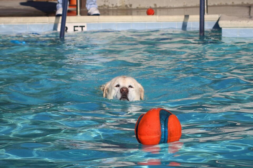 Dog Swim Days 2023 – Swimming Pools go to the Dogs