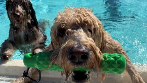 Dog-Swim-Days-2023