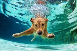 Doggie Dip Day, Pendleton, OR