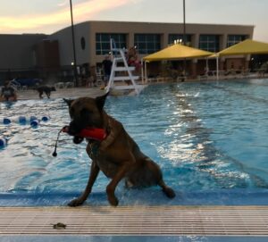 Doggie Swim, Branson, MO