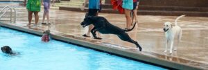Pooch Pool Party, Carrollton, TX