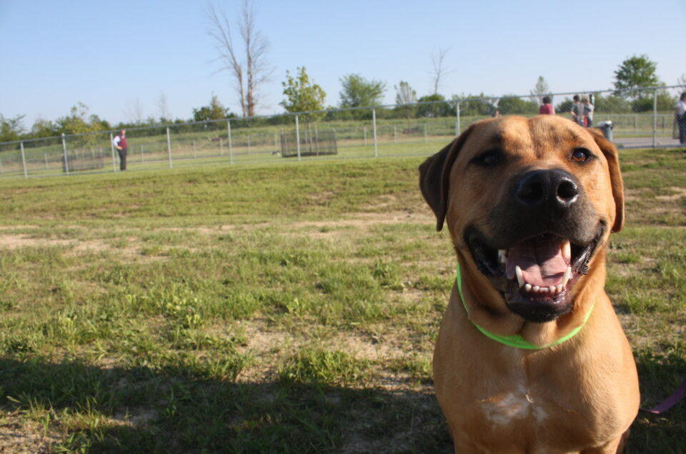 Lorain County Dog Parks – Lorain County, OH