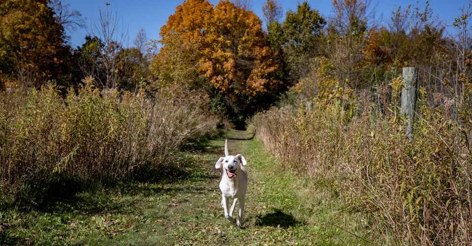 Dog Parks at Three Rivers Park District Minnesota Pet Friendly Travel