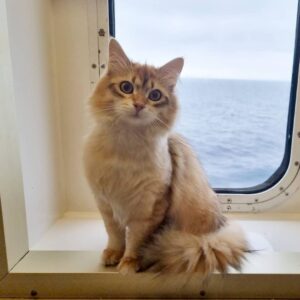 DFDS Ferries pet policy