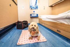 Stena Line Pet Cabin
