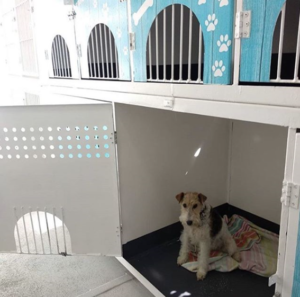 Baleària ferries pet policy