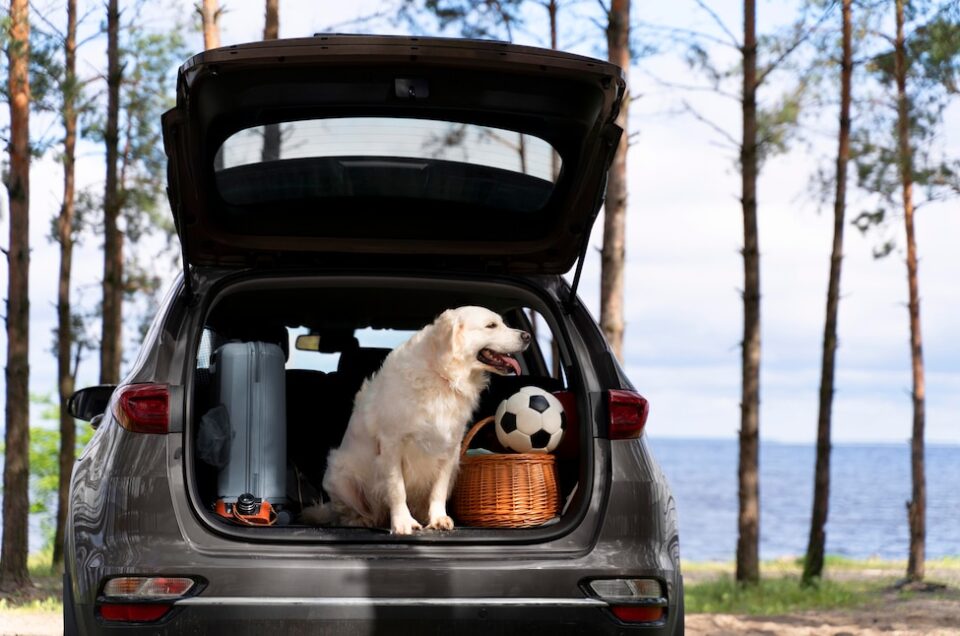 Wagging Tails and Open Roads: How To Make Travel Blissful for Your Dogs