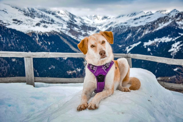 6 Tips for Making Memories on the Road With Your Dog