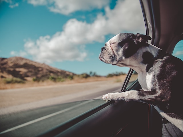 A Guide to Pet Friendly Road Trips in the USA