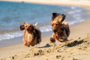 Two dogs running on a beach.