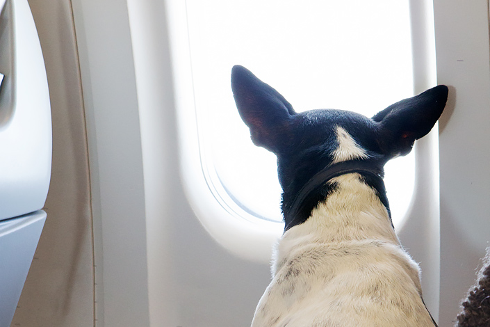 Which Airlines Allow Pets to Fly in the Cabin?