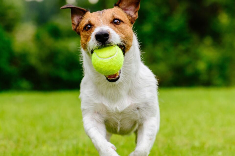 Lodi Dog Parks – Lodi, CA