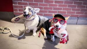 Arizona Diamondbacks Dog Friendly Baseball Games