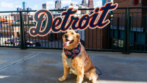Detroit Tigers Bark in the Park 2024
