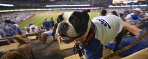 Los Angeles Dodgers Pups in the Park