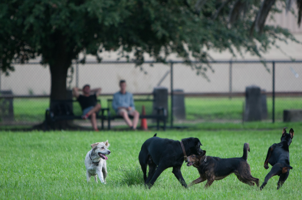 Jacksonville Dog Parks – Florida