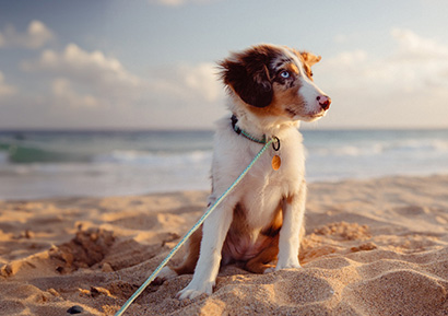 Daytona Dog Beach – Daytona Beach, FL