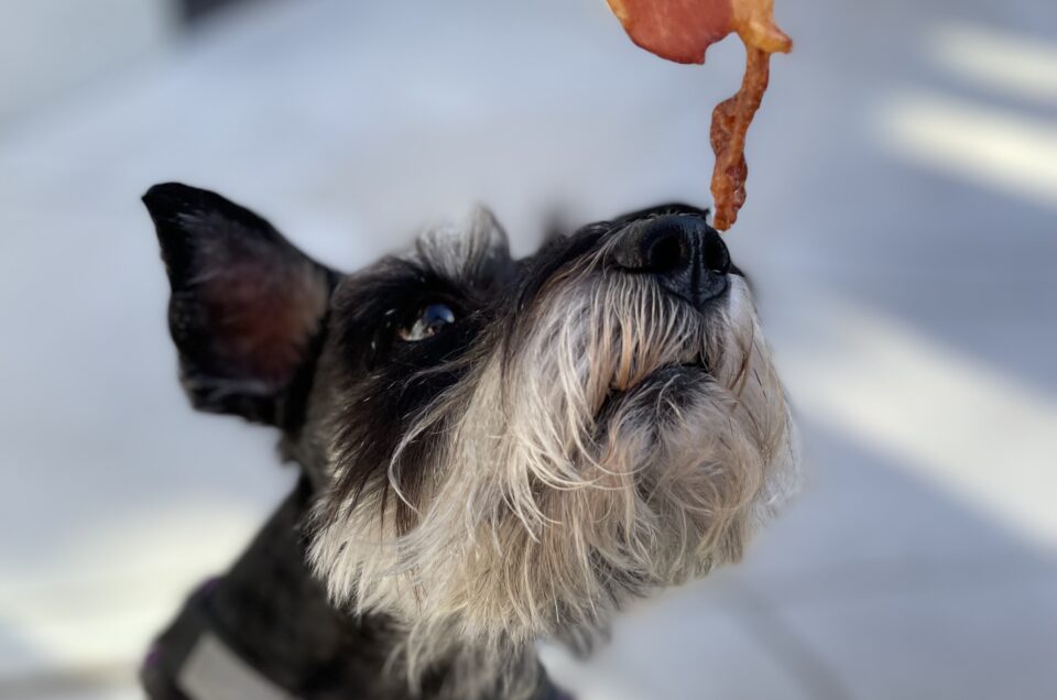 Woof Woof Returns to the Pet Friendly Websites Family as Canine Reporter for Petfriendlyrestaurants.com