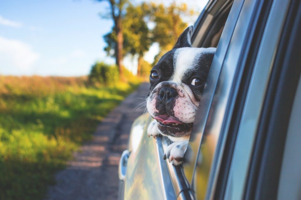 A Dog Owner’s Year-Round Guide to Safer, Easier Travel